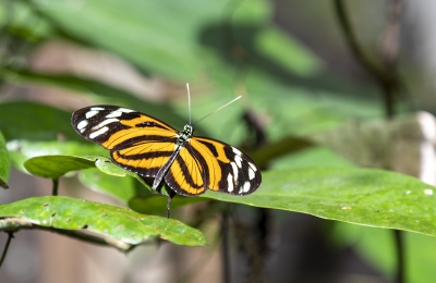 Tiger Longwing Feb 2022